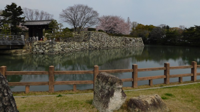 Castel Himeji and sakura
