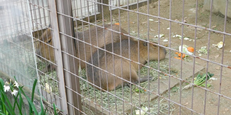 Himeji city zoo