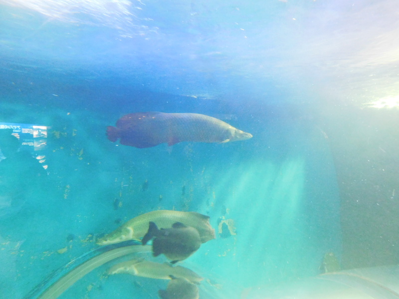 Animals at Suma-aquarium