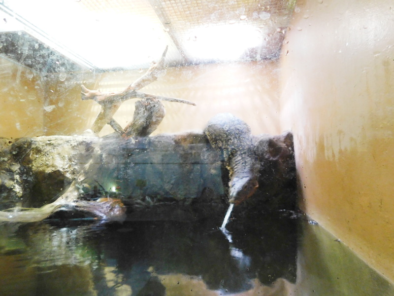 Animals at Suma-aquarium