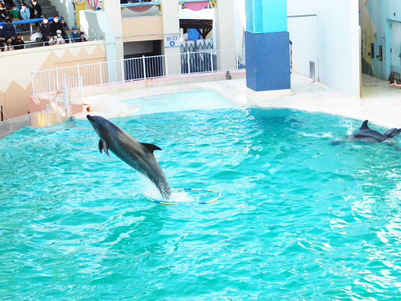 Dolphin at Suma aquarium