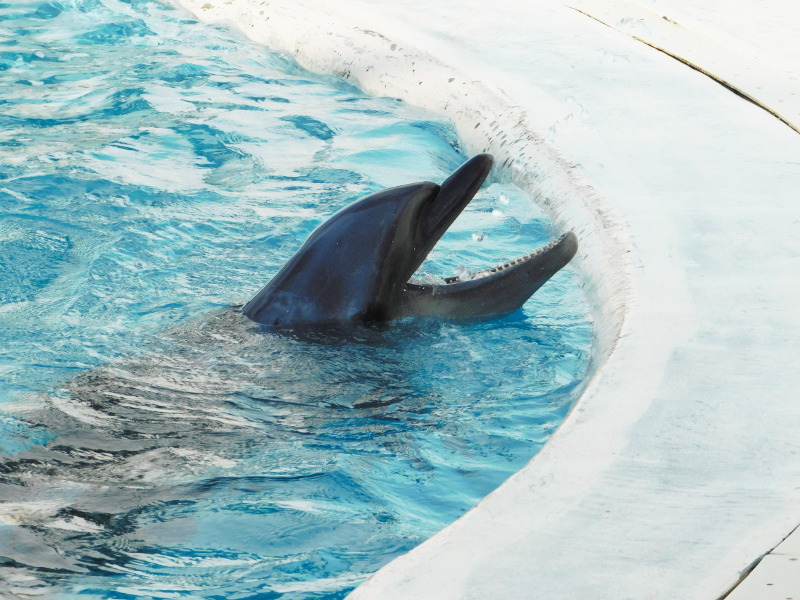 Dolphin at Suma aquarium