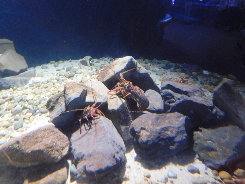 Fish at Suma-aquarium
