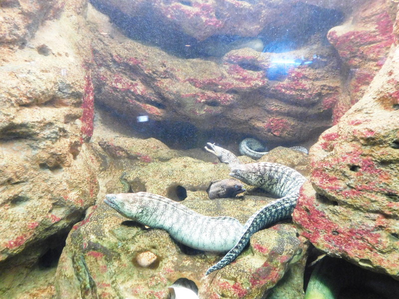 Fish at Suma-aquarium
