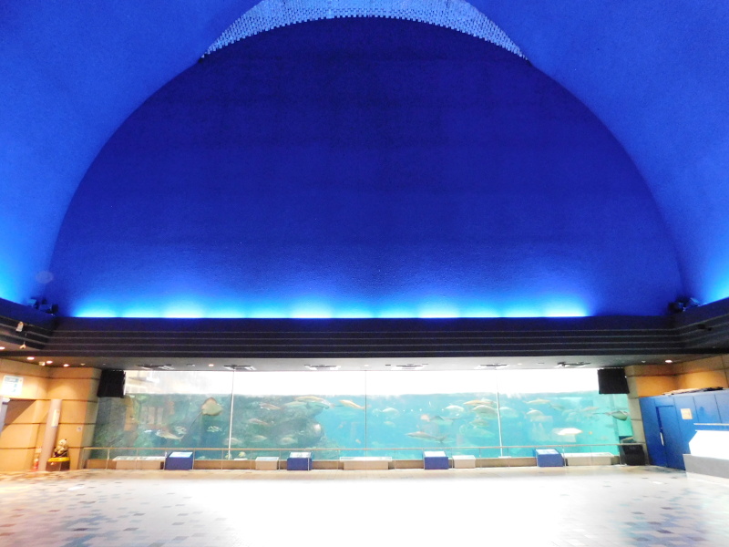 Suma aquarium