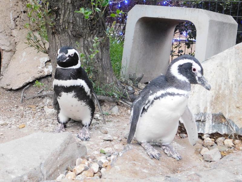 Penguins in Suma-aquarium