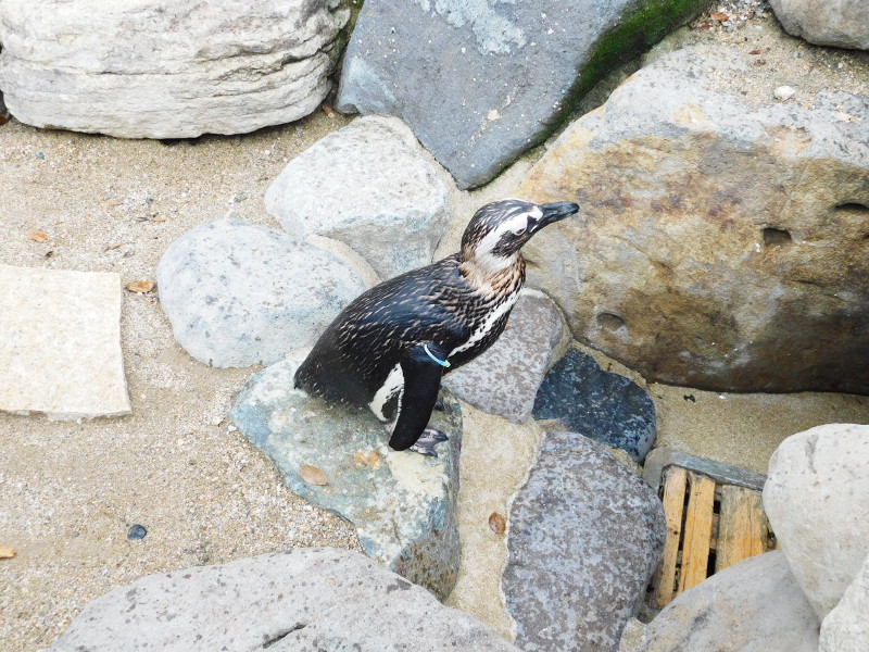 Penguins in Suma-aquarium