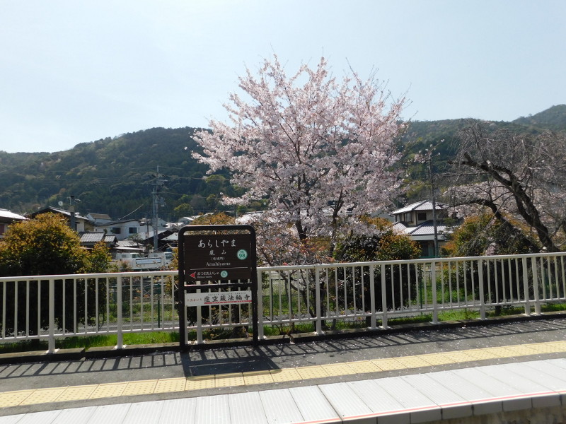Sakura at Arashiyama
