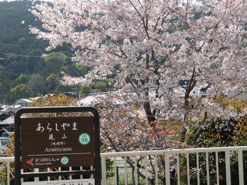 Sakura at Arashiyama