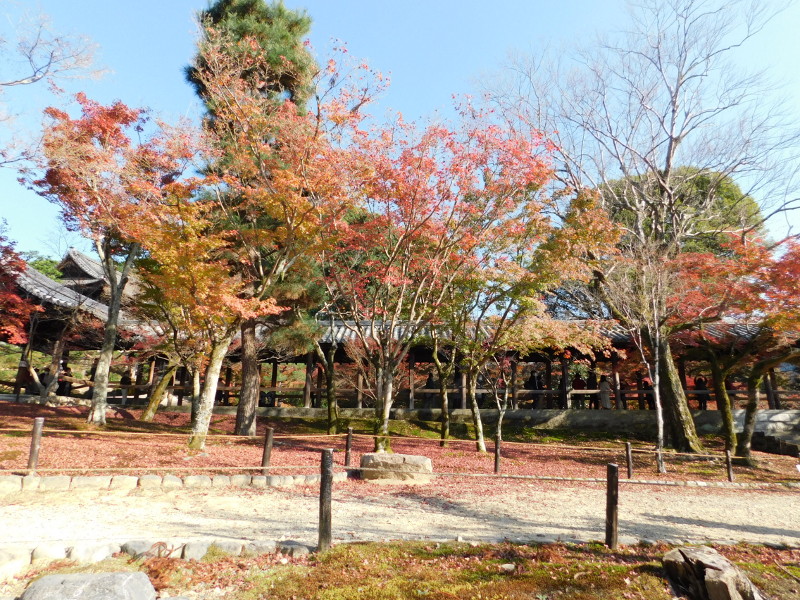 Autumn Leaves Tofukuji