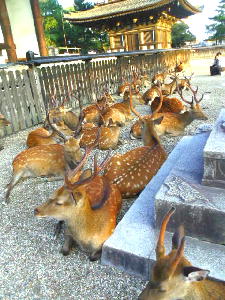 奈良公園と鹿 奈良観光