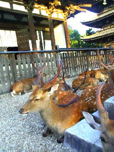 奈良公園と鹿 奈良観光