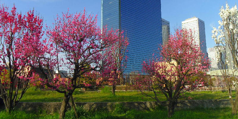 Cherry blossoms, peach, plum and Osaka castel