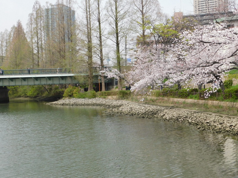 Sakura at Sakuranomiya