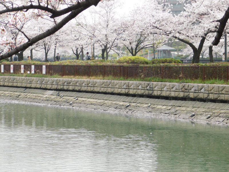 Sakura at Sakuranomiya