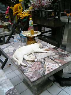 猫と仏壇 タイ旅行